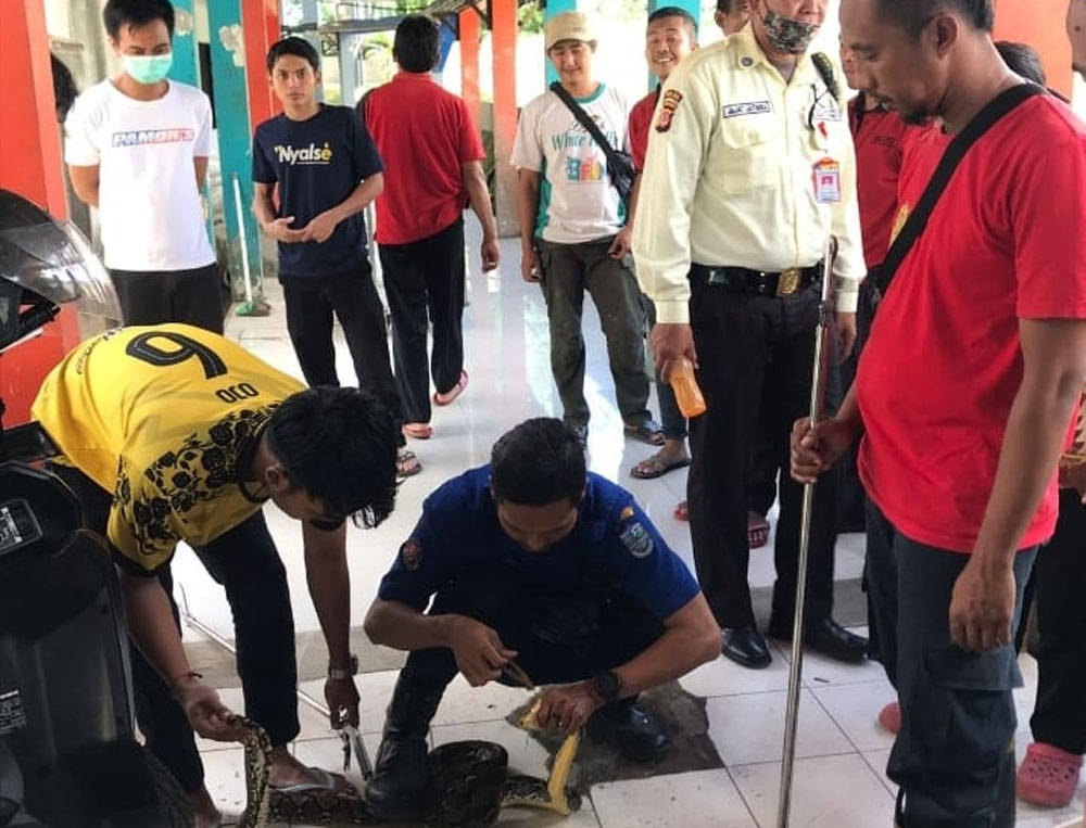 NGERI! Ular Sanca Sepanjang 2 Meter Ditemukan di Atap RSUD Kota Banjar