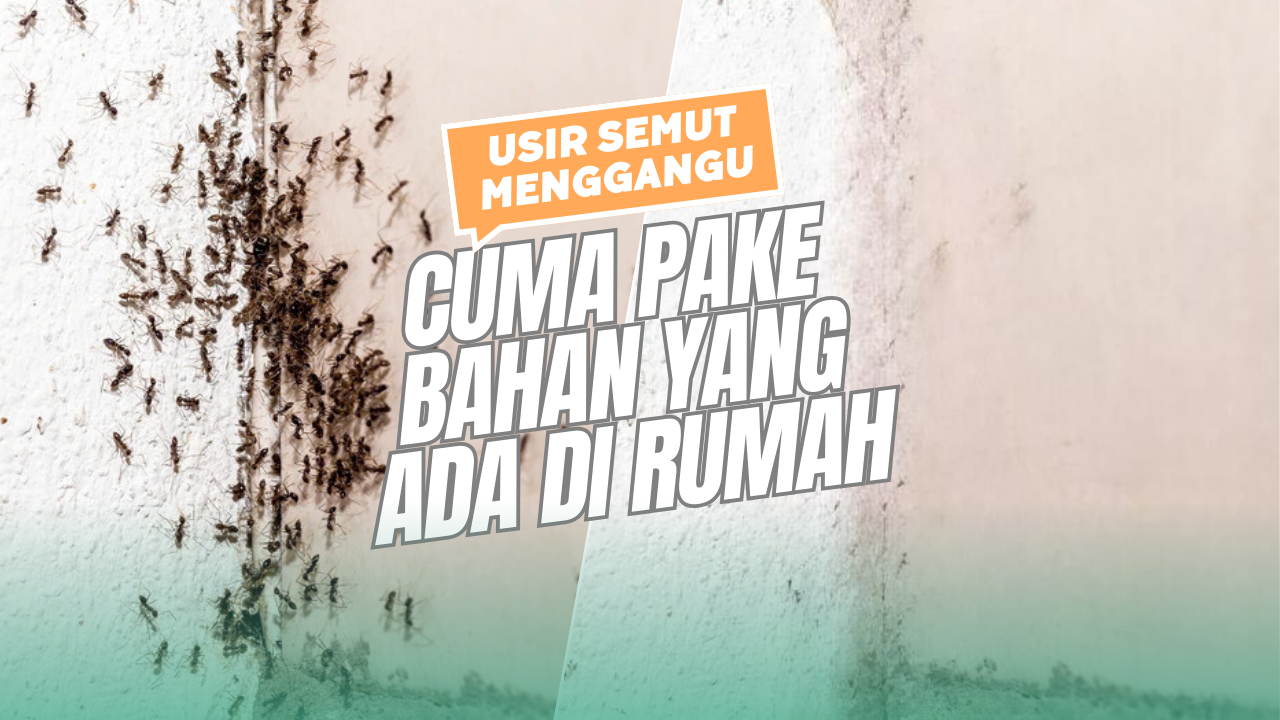 Langsung Kabur! Cara Alami Usir Semut dari Rumah Cuma dengan Bahan yang Ada di Rumah