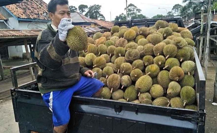 Daftar 10 Kecamatan Teratas Penghasil Durian Tasikmalaya, Nomor 6 Daerahnya Mantan Wagub Jabar Pak Uu