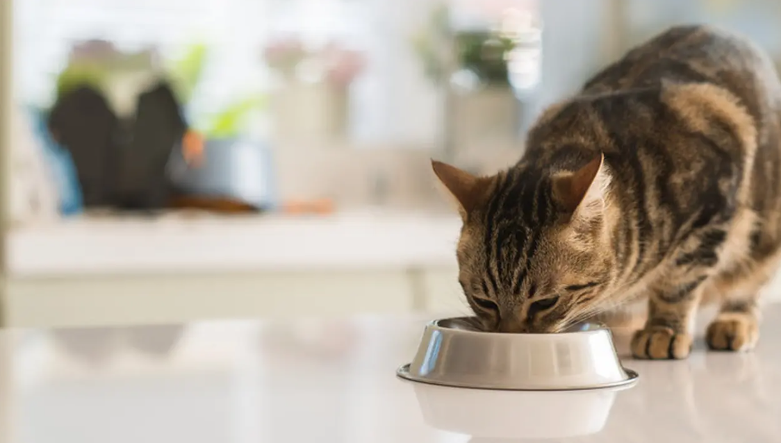 WAJIB TAU! Merk Makanan Kucing yang Bagus untuk Bulu Anabul agar Lebat dan Gemuk