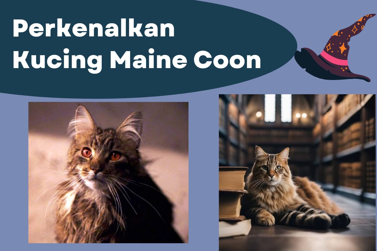 Yuk Kenalan Lebih Dekat Kucing Maine Coon Beserta 8 Fakta Menariknya, Kucing yang Tidak Takut Air