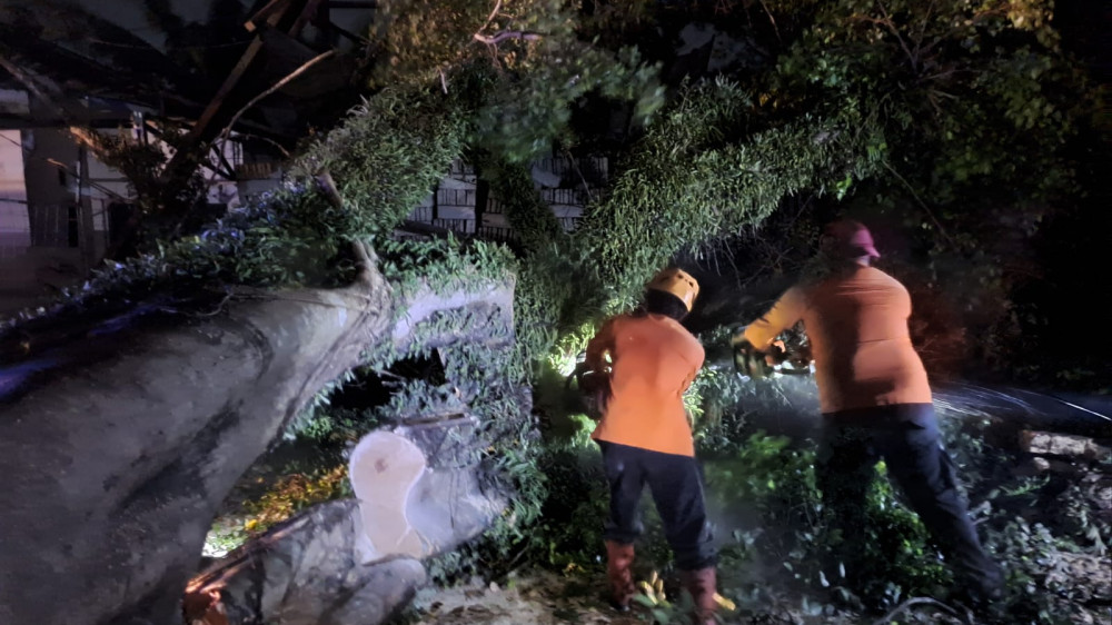 Pemprov Jabar Dinilai Lamban Tangani Pohon Rawan Tumbang di Tasikmalaya