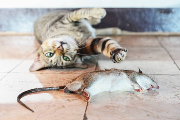 Bahaya! Hindari 5 Jenis Hewan ini, Jika Termakan Kucingmu Bisa Akibatkan Keracunan