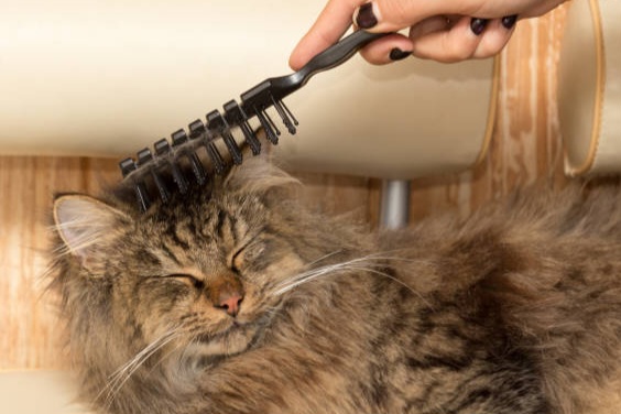 Ingin Si Mpus Terawat dan Sehat? Simak 9 Tips Grooming Kucing yang Benar di Rumah