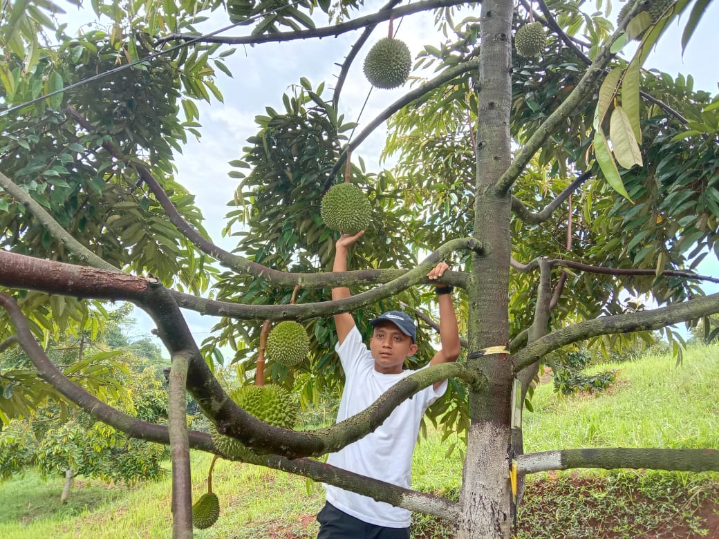 Sensasi Memetik Durian di Kebun Aa Kadu Tasikmalaya, Luasnya 20 Hektare, Asyiknya Bawa Keluarga Besar