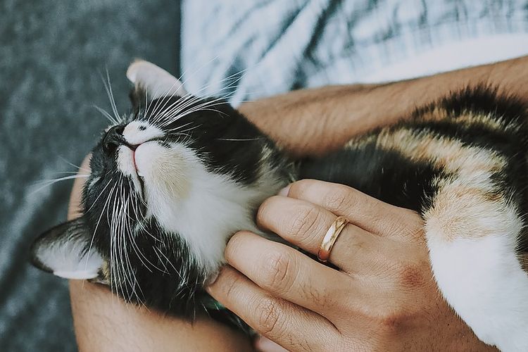 Cara Kucing Berterimakasih Memahami Bahasa Kecil Penuh Kasih