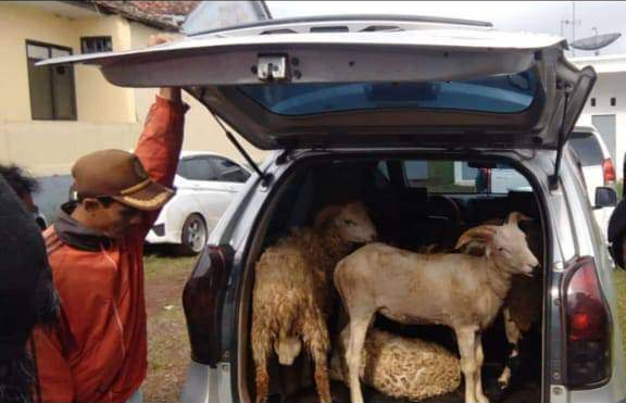 7 Pencuri Domba Ditangkap Tim Gabungan Polres Ciamis, Ada Barang Bukti yang Masih Hidup