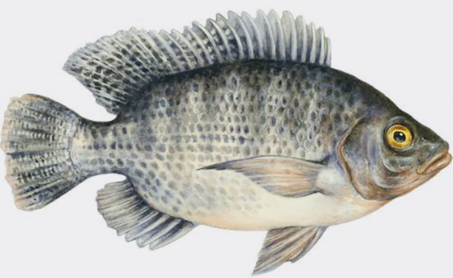 Fakta-Fakta Seputar Ikan yang WAJIB Diketahui, Mengandung Protein Tinggi Bisa Cegah Stunting