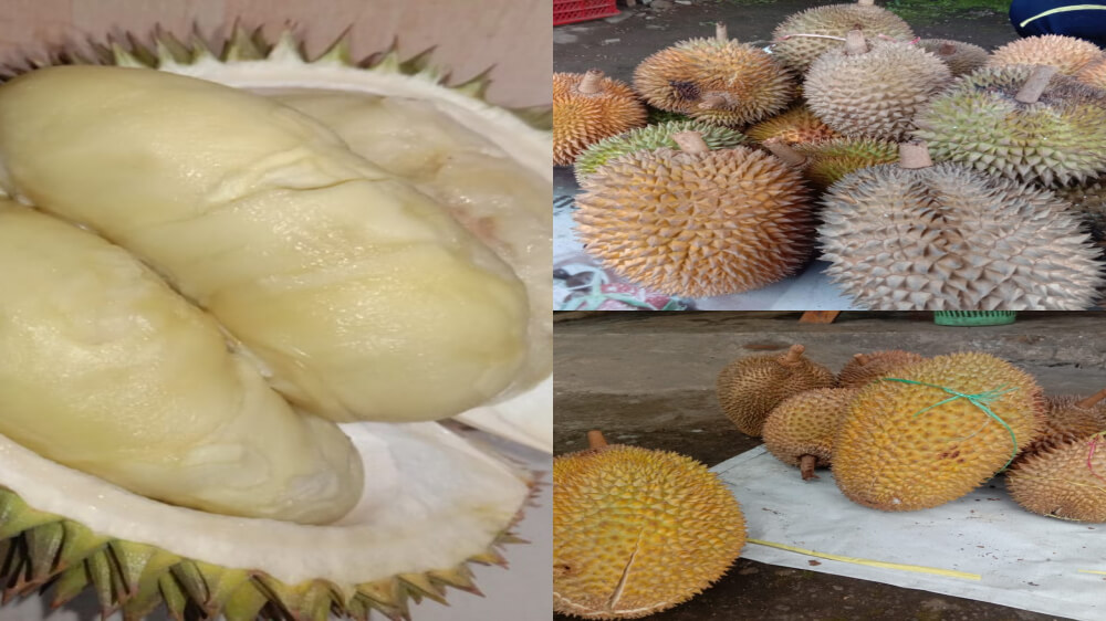 Cara Membedakan Durian Lokal Tasikmalaya, Dijamin Rasanya Manis dan Anti Gagal