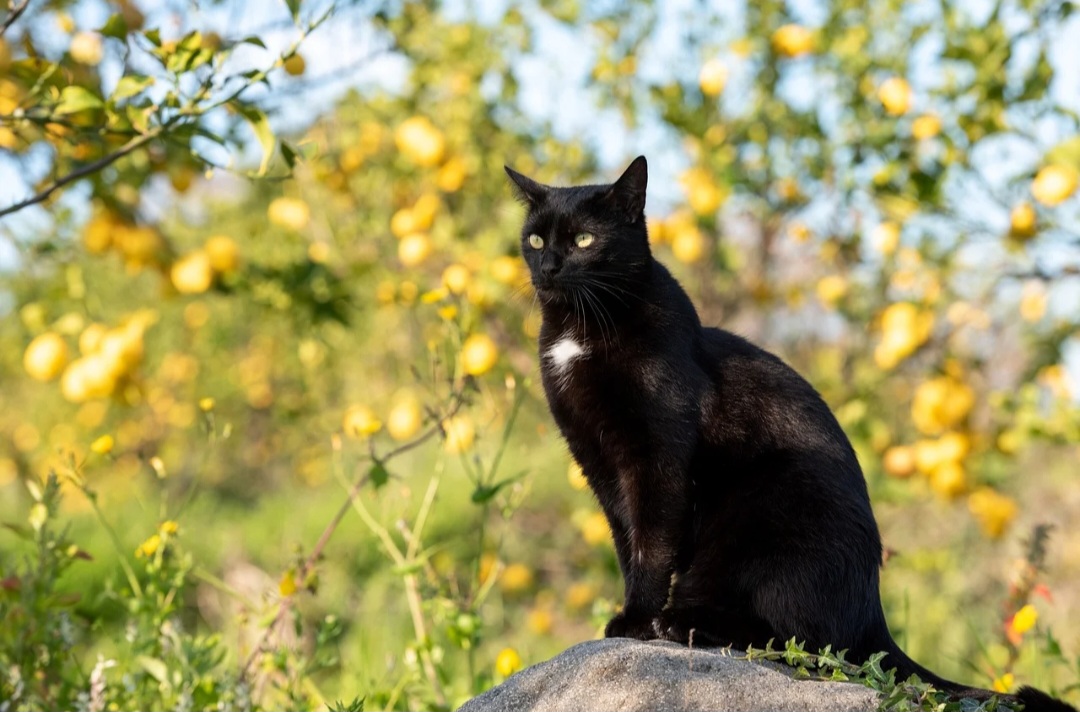 6 Fakta Menarik Seputar Kucing Hitam, Tidak Selalu Pembawa Sial