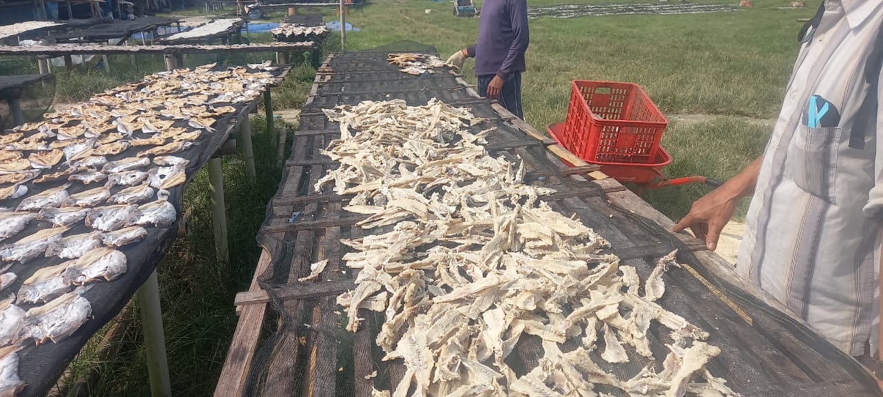 Tulang Ikan Asin Jambal Roti Khas Kabupaten Pangandaran Diburu Wisatawan, kenapa?