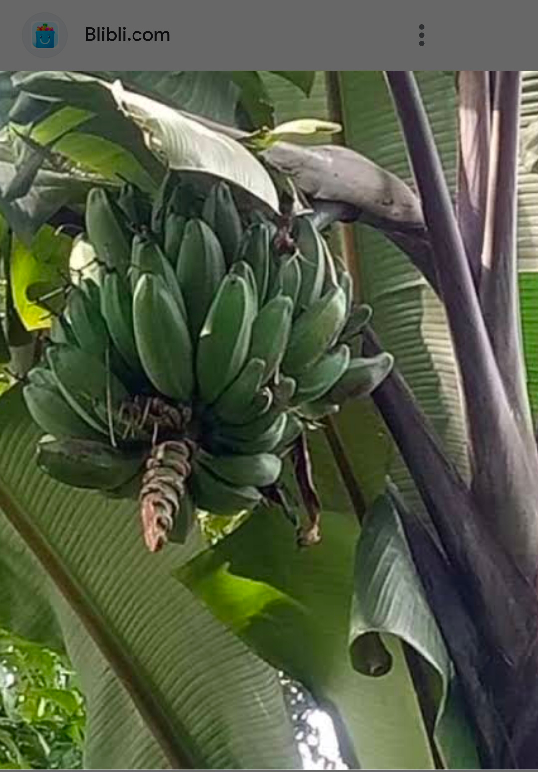 Ampuh! Ginjal Bocor  Fungsinya Tinggal 15 Persen Sembuh Total dengan Konsumsi Pisang Ini