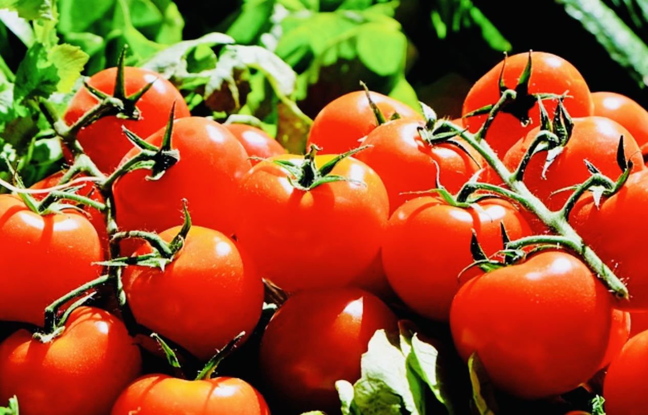 Ini Tips Menghilangkan Jerawat dengan Tomat, Yuk Simak Tutorilanya di Sini