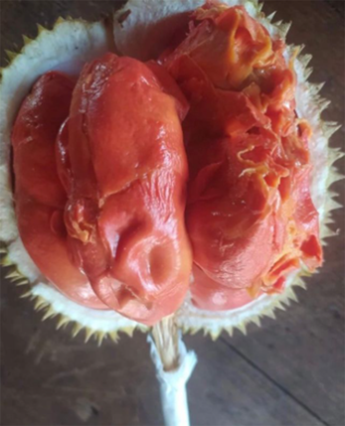 Sensasi Makan Durian Otak Udang yang Dagingnya Lezat, Harganya Sangat Ramah di Saku Emak-Emak