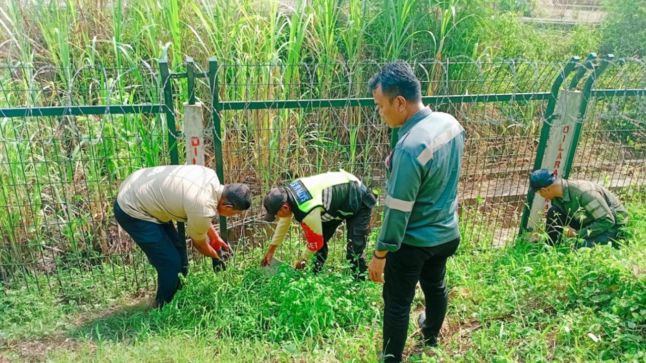 10 Kali Kereta Cepat Tabrak Biawak, Kamis Perjalanan Whoosh Terlambat 40 Menit