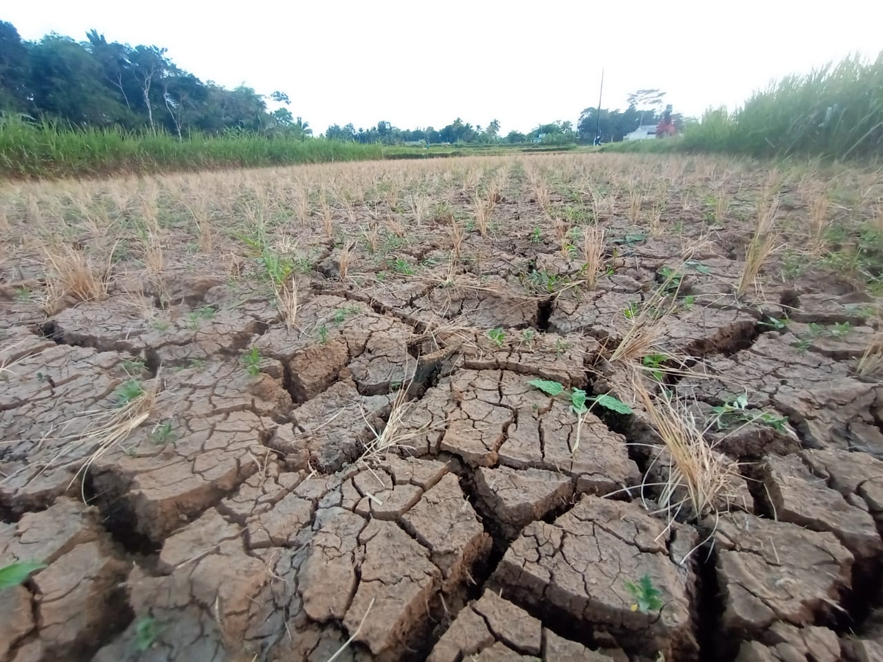 Ratusan Hektare Lahan Pertanian Kota Tasikmalaya Berpotensi Kekeringan