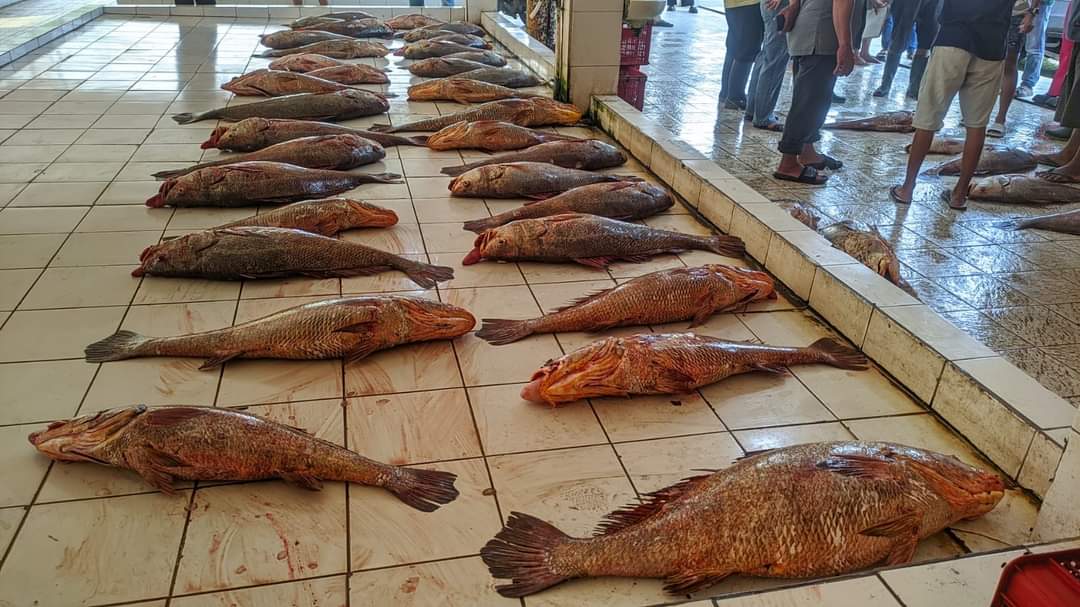 Nelayan Pangandaran Berburu Ikan Cabuk yang Bernilai Ratusan Juta Rupiah