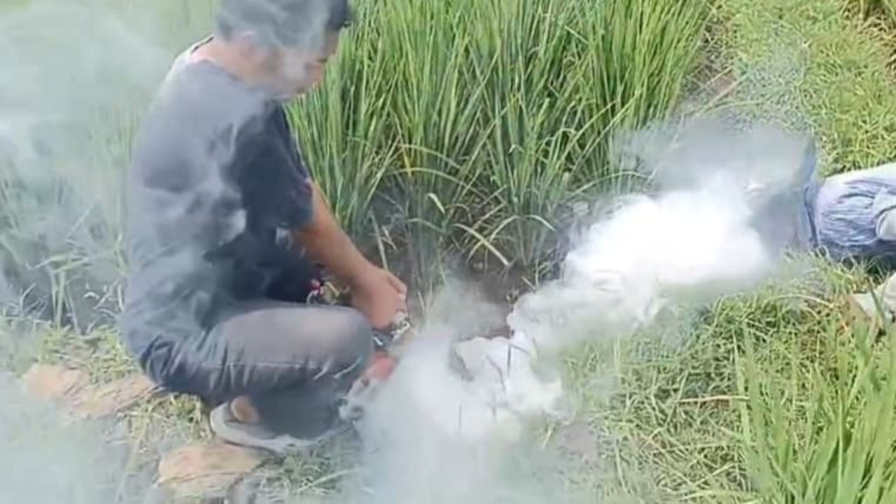 Serangan Hama Tikus Ancam Gagal Panen, Petani Tasikmalaya Diliputi Cemas