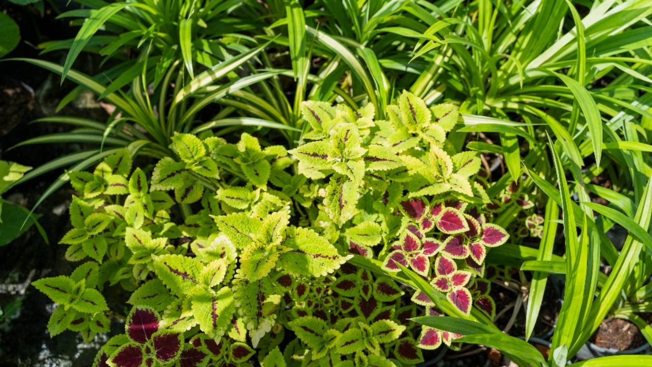 Minim Perawatan! 6 Tanaman Hias Tahan Panas Ini Cocok Untuk Hunian Terbuka 