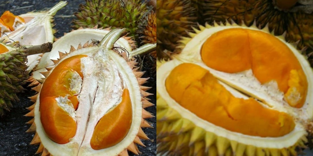 Anti Gagal! Ini 7 Tips Memilih Durian Manis yang Matang di Pohon, Ikuti Langkah-Langkahnya Dijamin Mantap 