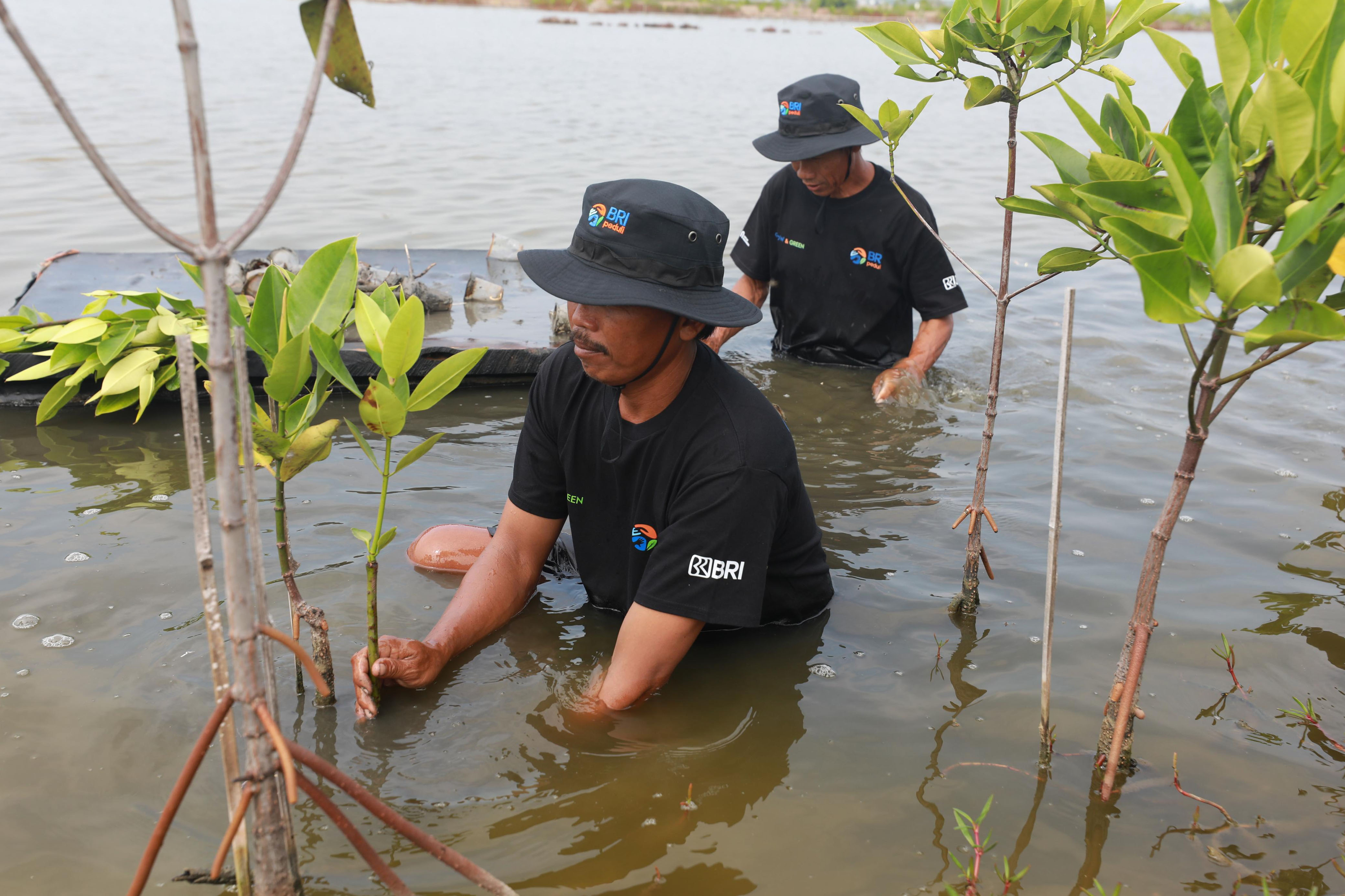 Upaya Selamatkan Lahan Kritis Akibat Abrasi, BRI Salurkan Ribuan Bibit Mangrove Kelompok Tani di Muaragembong