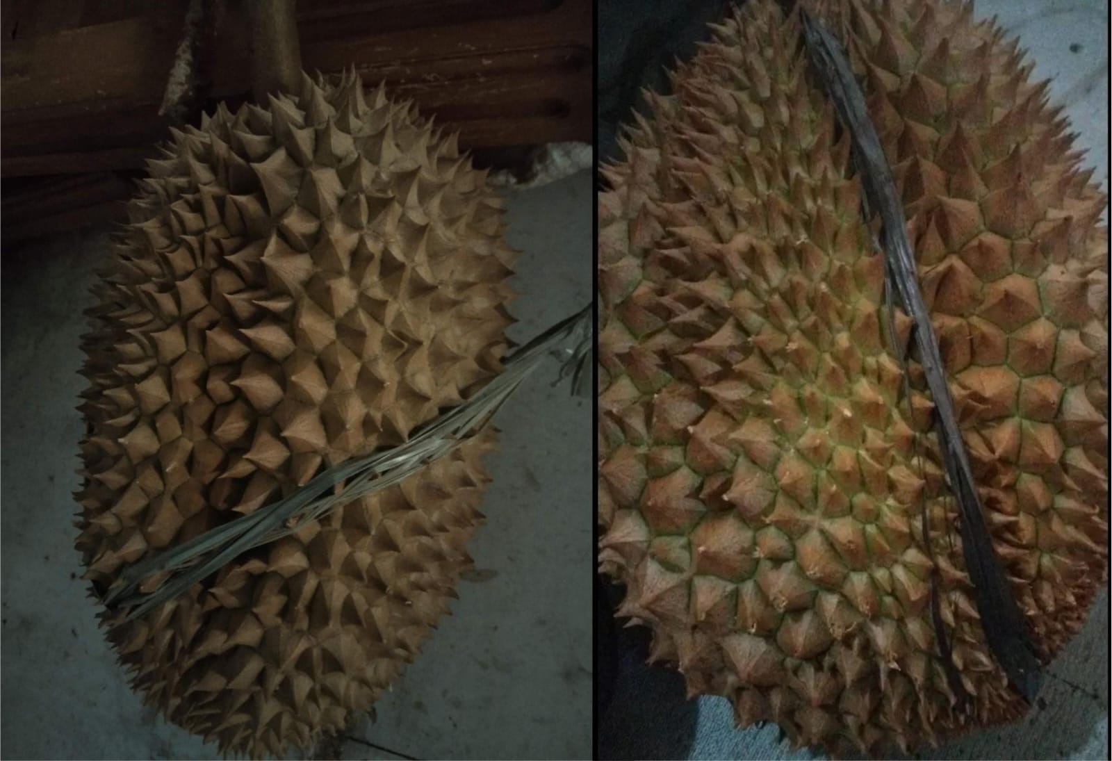 Si Raja Buah, Ternyata Harga Durian Tasikmalaya Terjangkau untuk Semua Kalangan, Rasanya Juga Mantap!