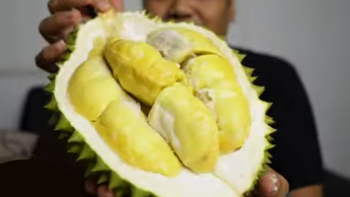 Lezatnya Durian Bawor Lokal dari Bumi Murakata, Barabai, Kalimantan Selatan, Harganya 75 Ribu Per Kilo