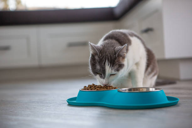 Cat Owner Perlu Simak! Begini Takaran Makan Kucing yang Tepat