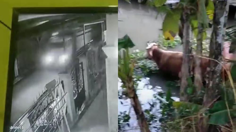 Kandang Dibobol Maling, Empat Ekor Sapi Limosin Seharga Rp 80 Juta di Tasikmalaya Dicuri