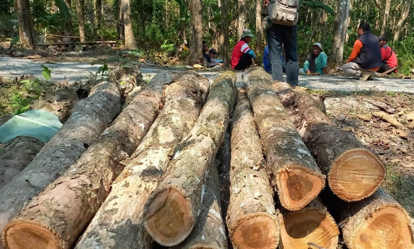 Diduga Melakukan Penebangan Pohon Jati Secara Ilegal, 7 Orang Sempat Diamankan Polisi di Pangandaran