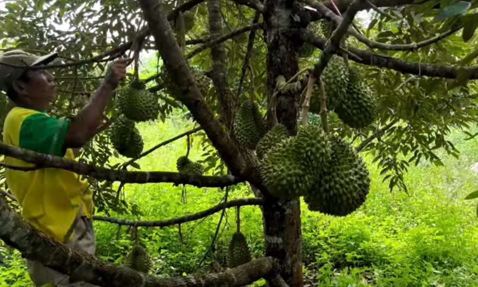 ASYIK, Perkebunan Durian di Tasikmalaya Terus Bertambah, Kini Pohon Durian 3 Tahun Sudah Berbuah