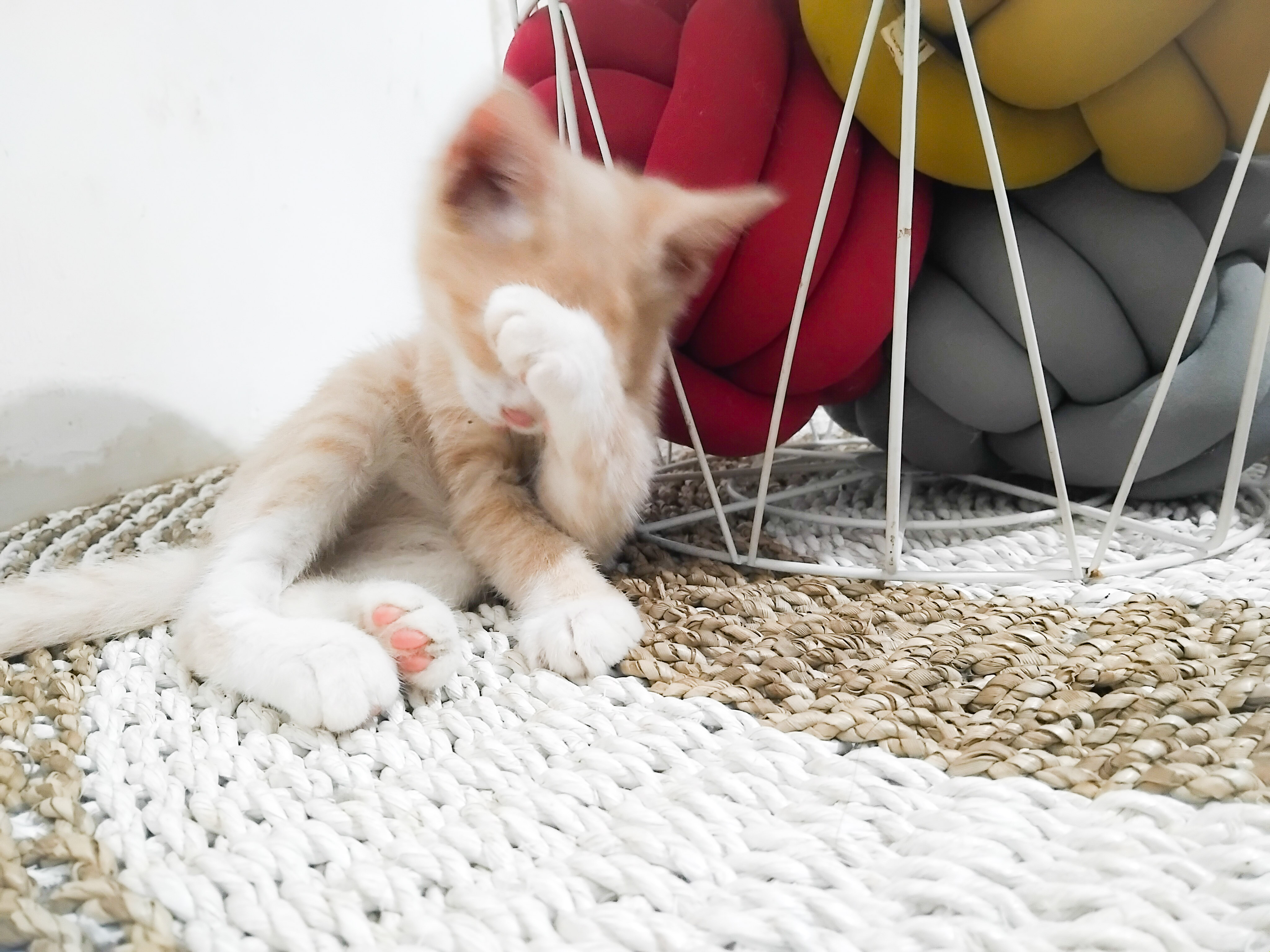 5 Makanan Umum yang Mengancam Kesehatan Kucing, Cat Owner Wajib Tahu!