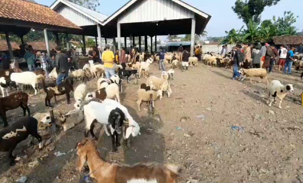 Catat! Harga Kambing dan Domba di Kabupaten Tasikmalaya Naik Signifikan Menjelang Hari Raya Idul Adha 