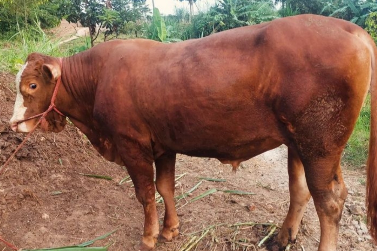 Perbandingan Sapi Limousin dan Sapi Simental untuk Qurban: Dua Ras Unggul dalam Peternakan Modern