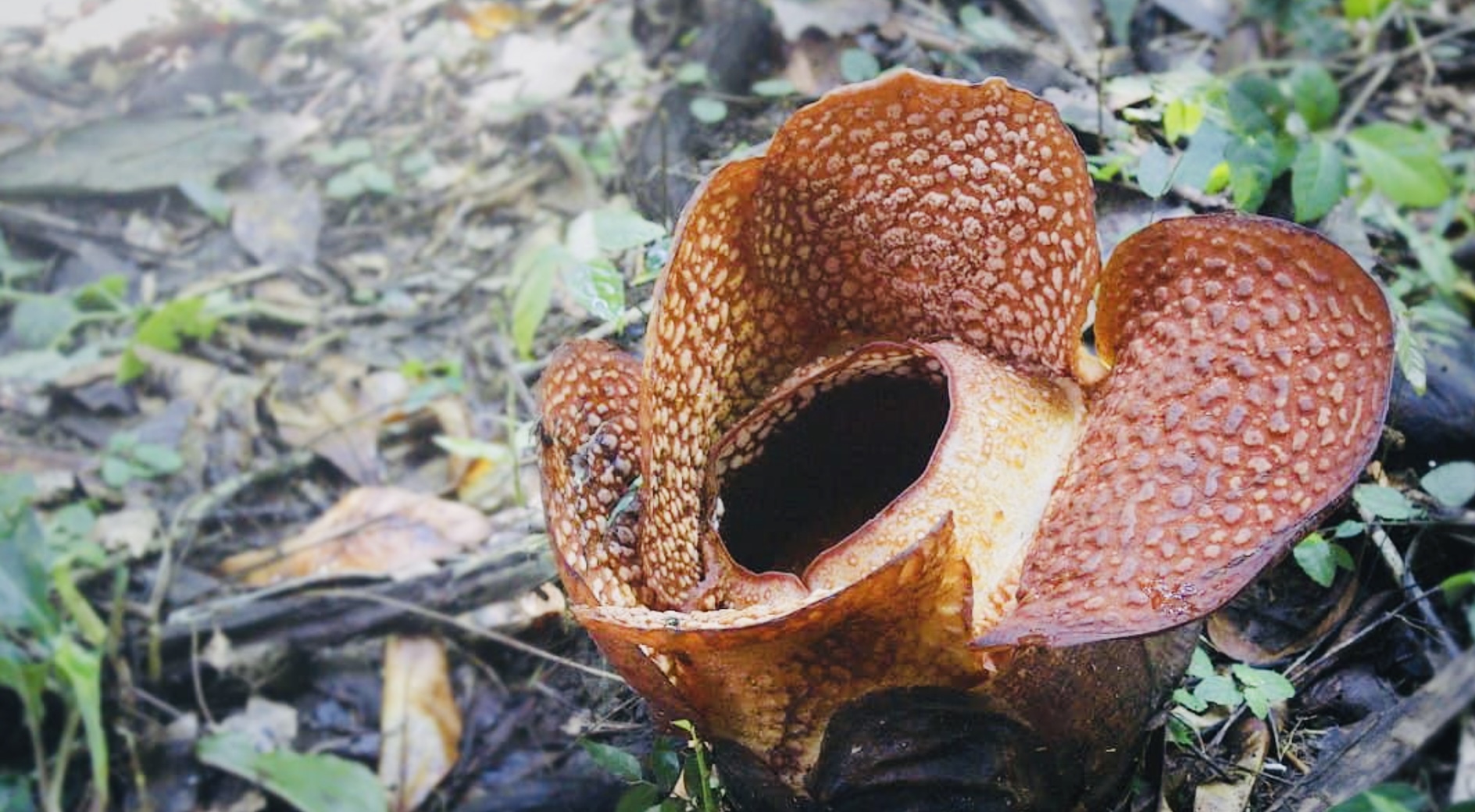 Penantian Selama 16 Tahun, Menunggu Rafflesia Arnoldii Mekar di Kebun Raya Bogor