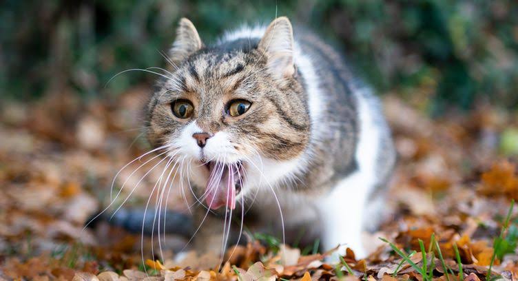Kenali 6 Penyebab Kucing Muntah-muntah dan Cara mengatasinya, Pemilik Jangan Abai!