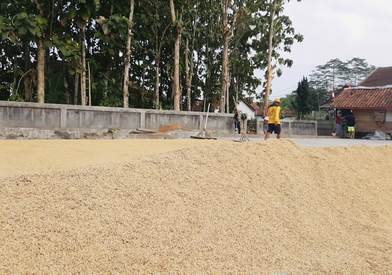 Harga Gabah di Tasikmalaya Makin Naik, Harga Beras Makin Mahal!