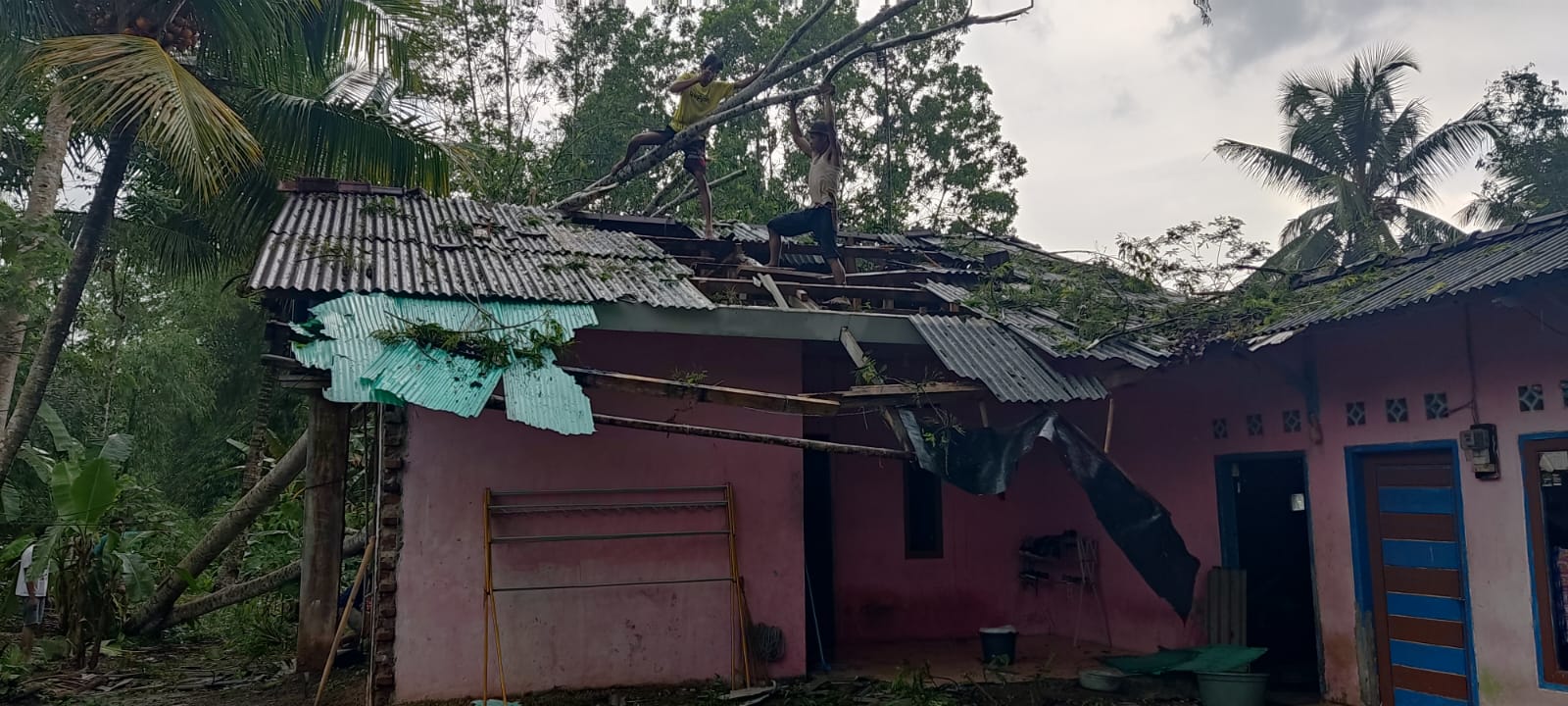 Hujan Deras dan Angin Kencang, Rumah Warga Tasikmalaya Rusak Tertimpa Pohon Albasia