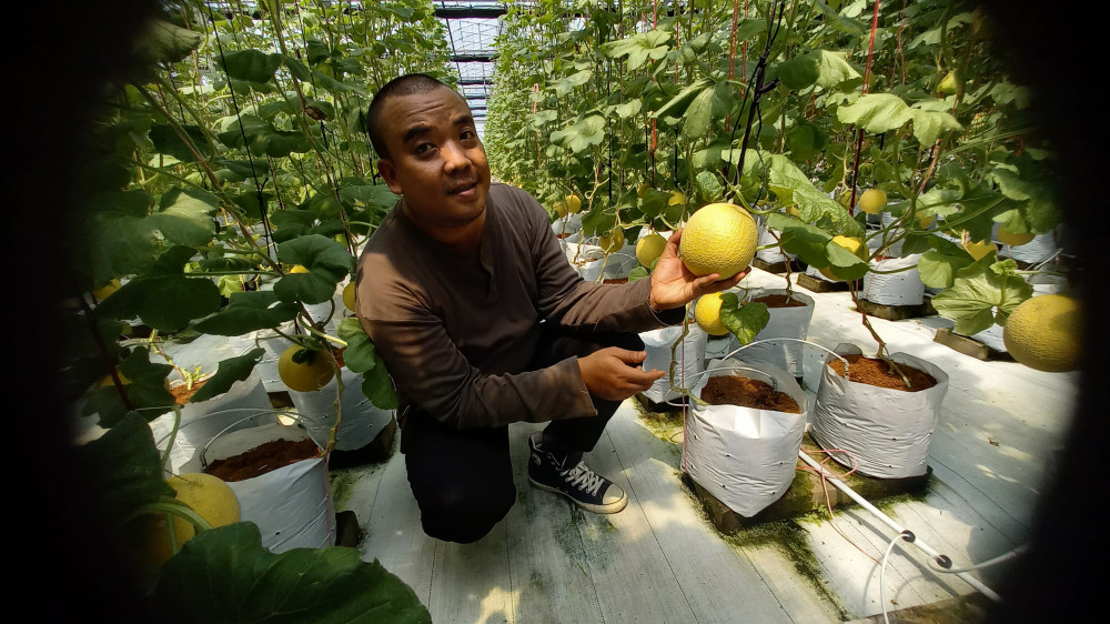 Festival Petik Melon Hadir di Karang Resik Tasikmalaya, Panen Raya Buah Premium Dimulai Kamis Depan