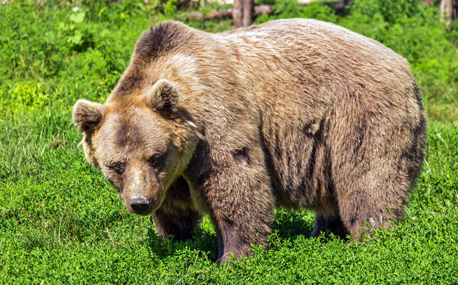 Warga Resah Melihat Beruang Berkeliaran Masuk Kampung