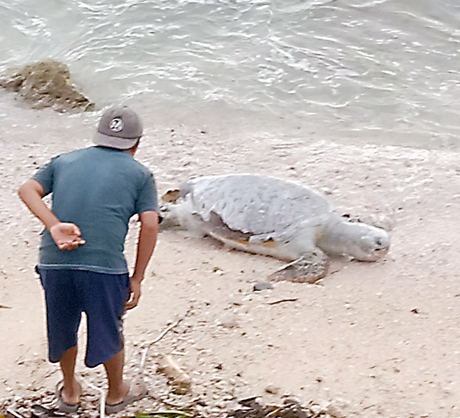 Penyu Hijau Berukuran Raksasa Terdampar di Pantai Karapyak Pangandaran, Kebanyakan Mati Makan Limbah Plastik