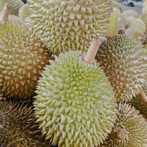 Ternyata, Salopa Terbanyak Produksi Durian Lokal Tasikmalaya Disusul Cikatomas dan Jatiwaras