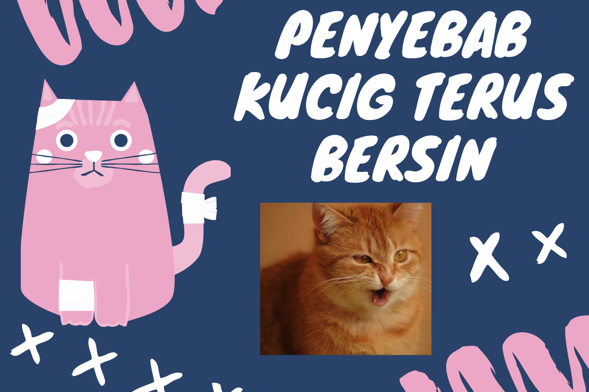 Pemilik Wajib Waspada! Kucing Bersin Terus Bisa Jadi Masalah Serius, Simak Penjelasannya