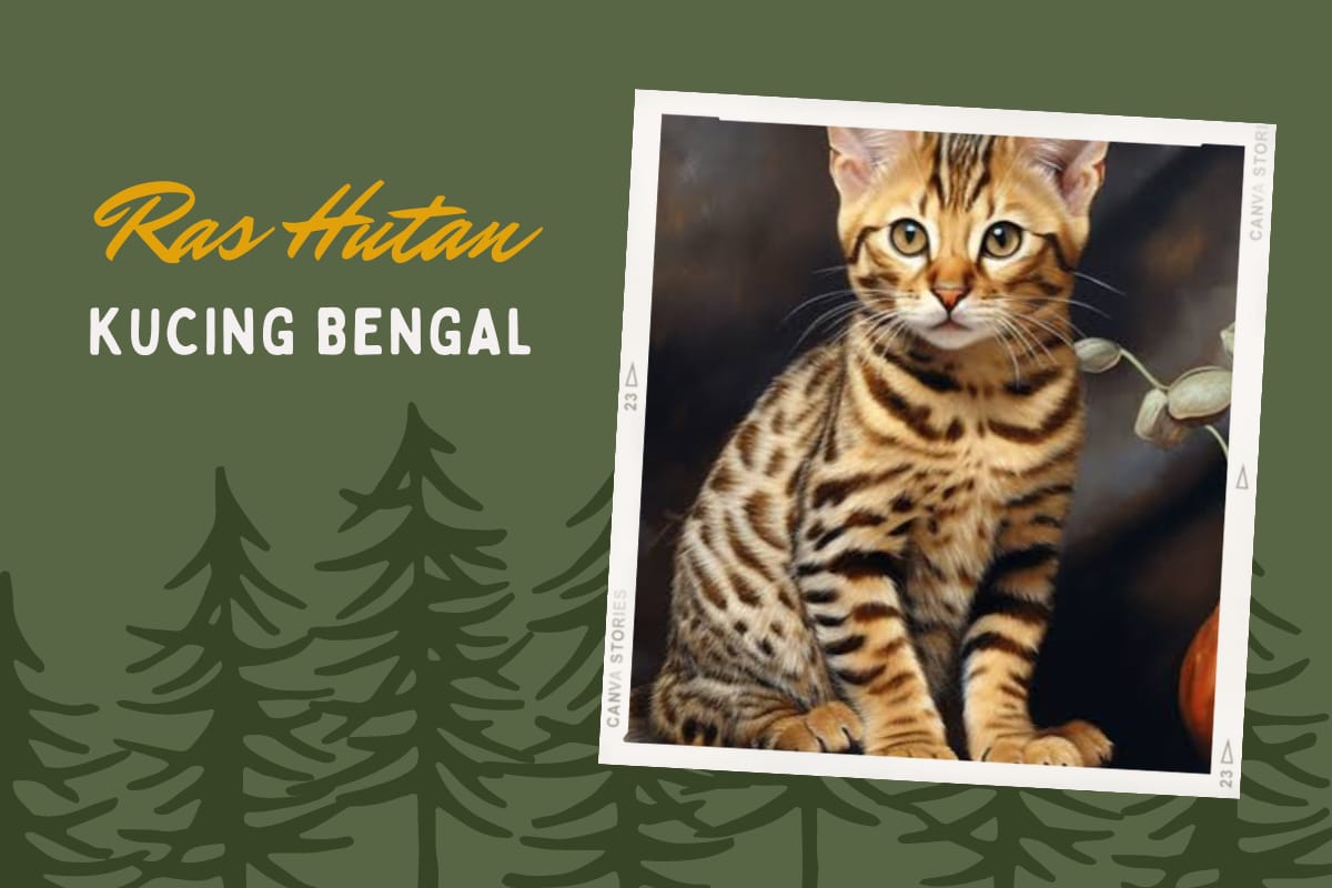 Yuk Kenalan dengan Kucing Bengal, Punya 7 Karakteristik Spesial, Hewan yang Menyukai Air