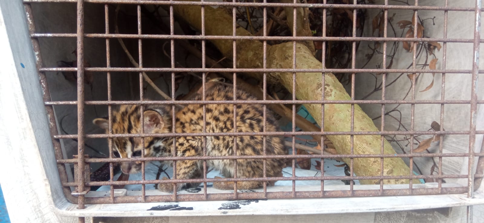 Polisi Bongkar Sindikat Penjualan Satwa Dilindungi di Kabupaten Garut, Begini Kronologinya