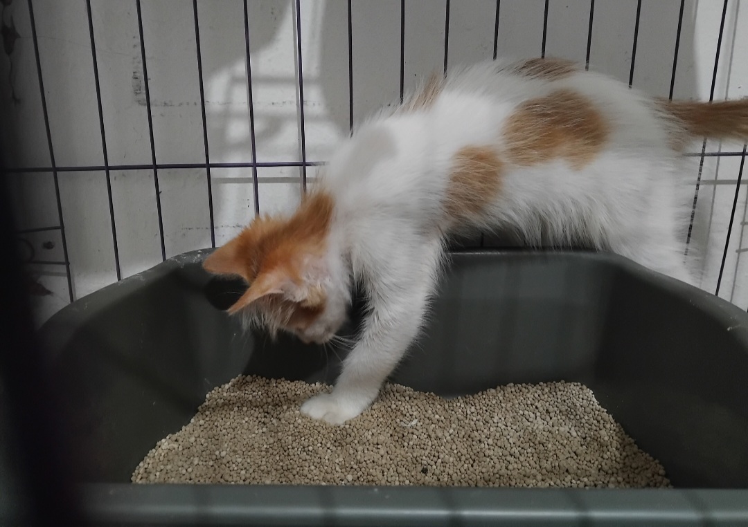Panduan Praktis Melatih Kucing untuk Buang Air di Kotak Pasir, Pemula Wajib Simak!