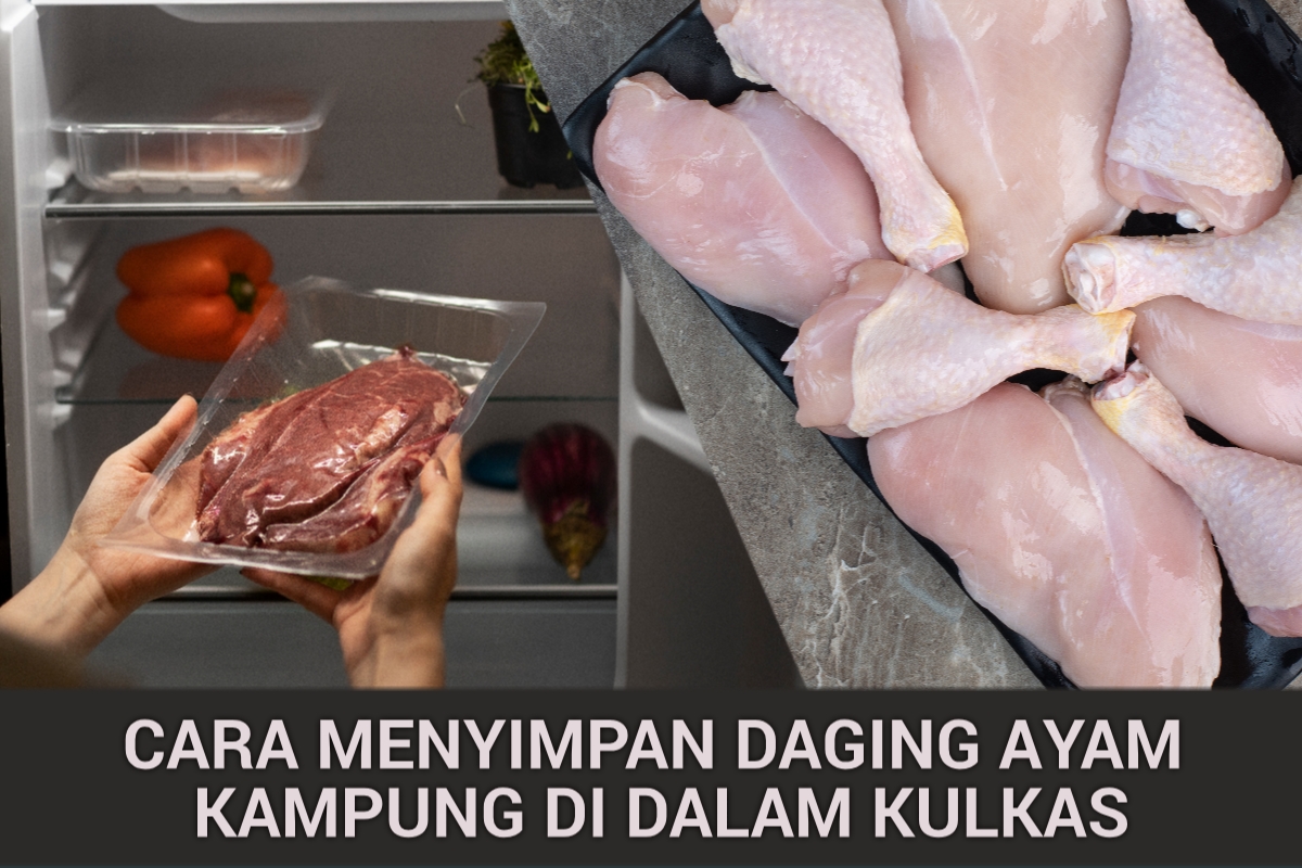 Sering Salah! Daging Ayam Kampung Disimpan di Kulkas Agar Tahan Lama dan Tetap Aman Dikonsumsi