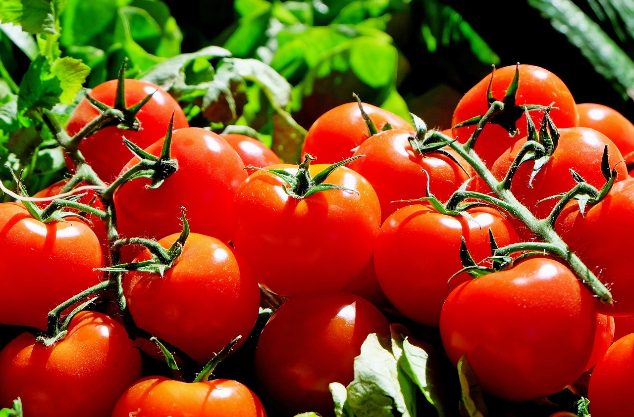 Berkah Ramadhan, Petani Tomat Tasikmalaya Senang, Harga Jual Tomat Capai Rp 25.000 Per Kg di Kebun