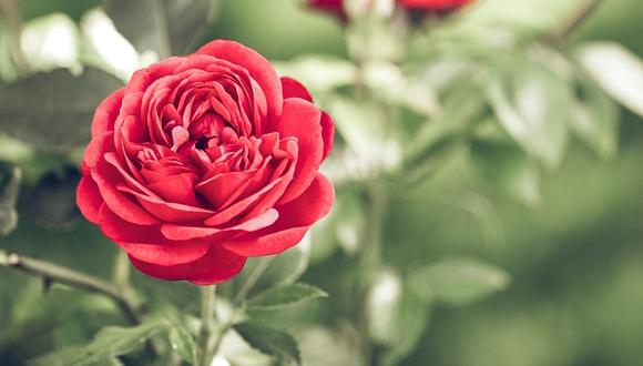 Ini Khasiat Bunga Mawar yang Baik untuk Kesehatan dan Kecantikan Alami, Simak Cara Mengolahnya