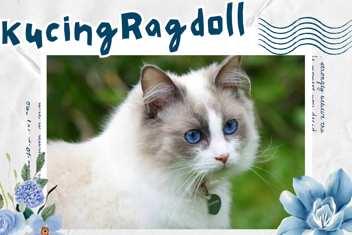 Pesona Kucing Ragdoll, Anabul Cantik dan Cerdas yang Dibanderol dengan Harga Fantastis